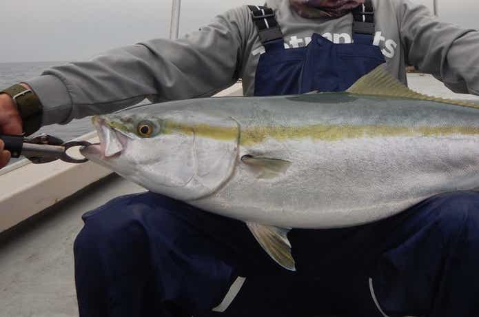 ノットイナフで釣れた青物
