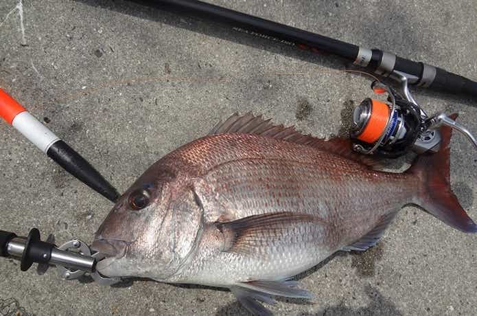 かご釣　マダイ伊豆大島　釣り