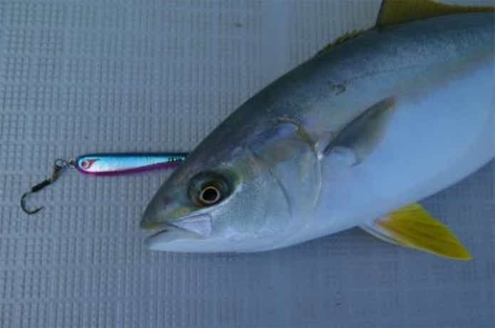 エル・クルーズでのルアー五目の釣果
