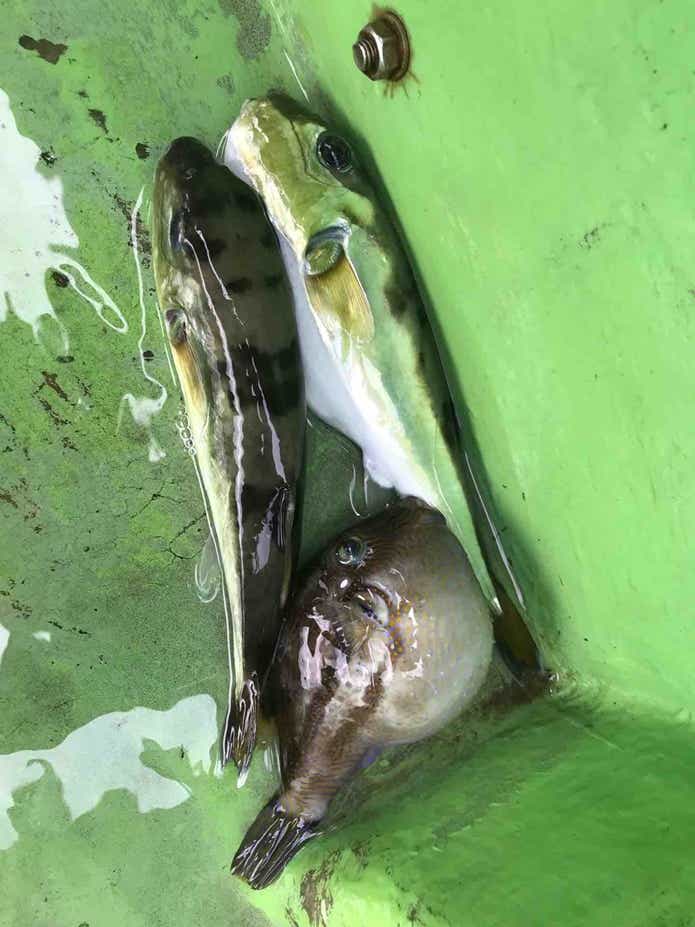 DAIWA　カワハギ釣り