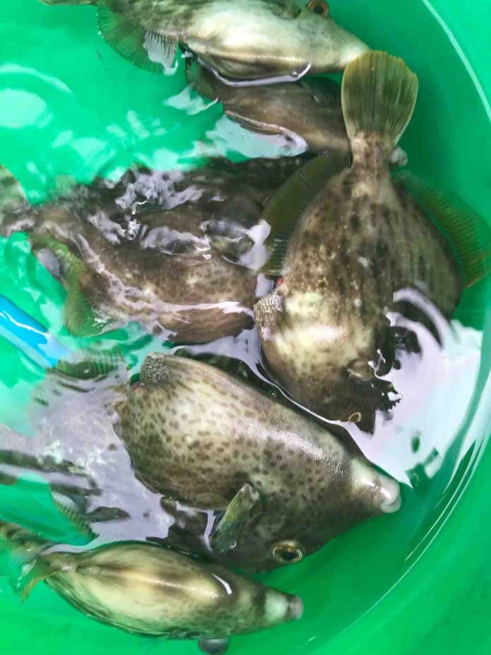 DAIWA　カワハギ釣り