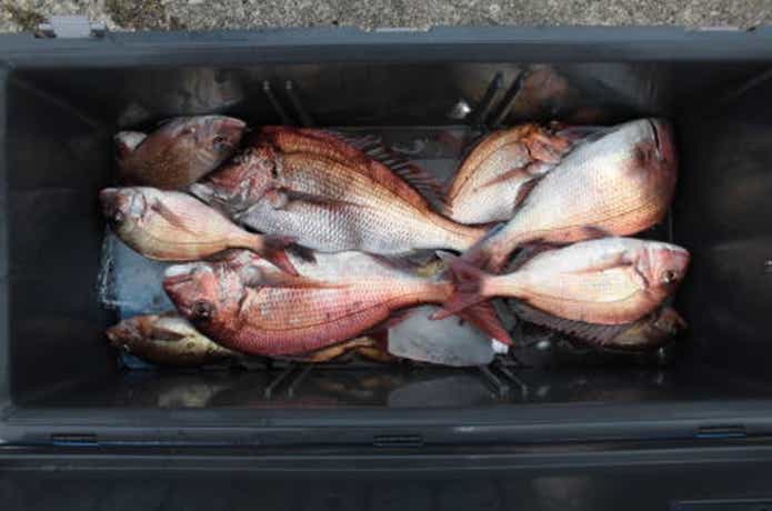 アーデン3号でのタイラバの釣果