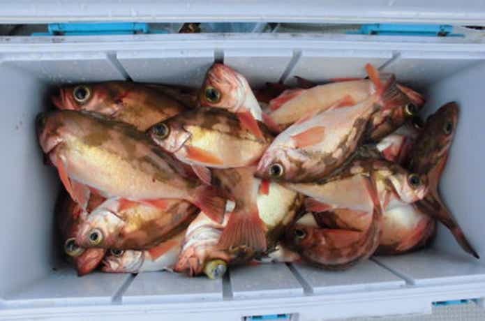 アーデン3号での釣果