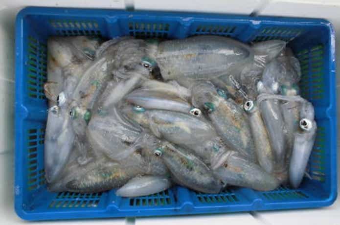 アーデン3号で釣れたアオリ