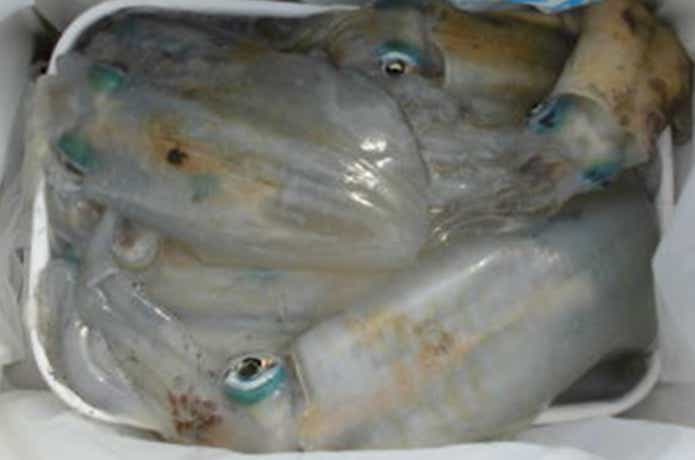 アーデン3号で釣れたアオリ