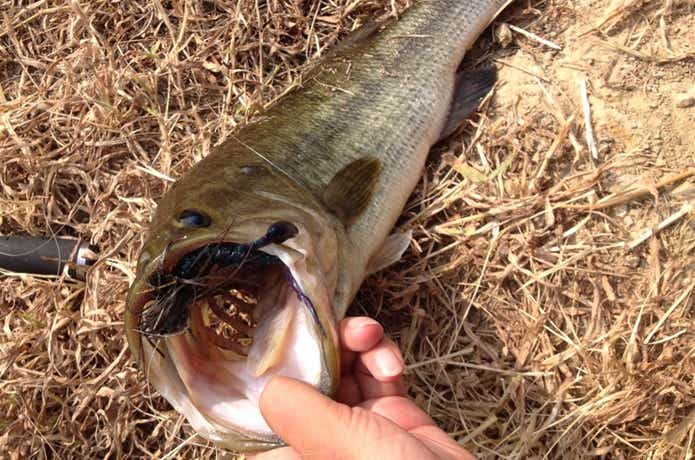 バス釣りの画像