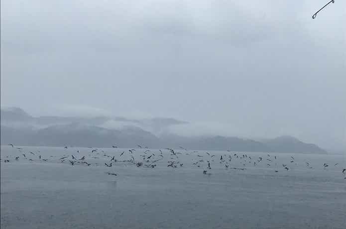 鳥山