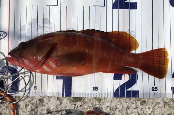 磯の釣果画像