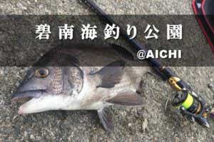 碧南海釣り公園で釣れたチヌ