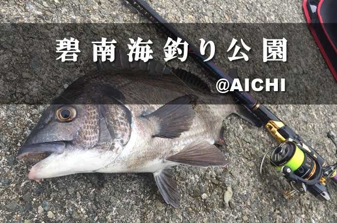 碧南海釣り公園で釣れたチヌ