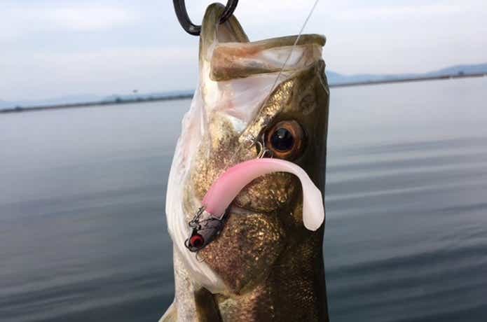 ボートシーバスでの釣果