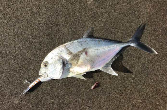 飛びすぎダニエルで釣れたメッキ