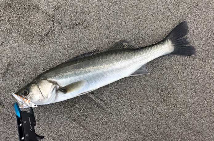 飛びすぎダニエルで釣れたシーバス