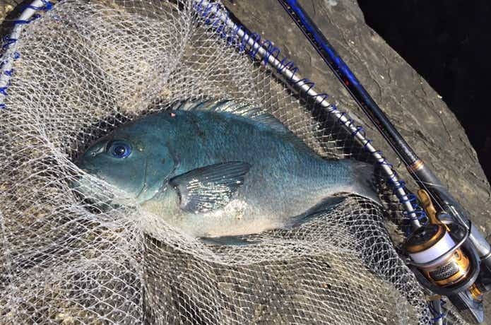 伊豆大島　釣り