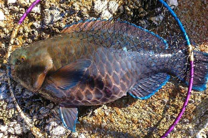磯の釣果の画像