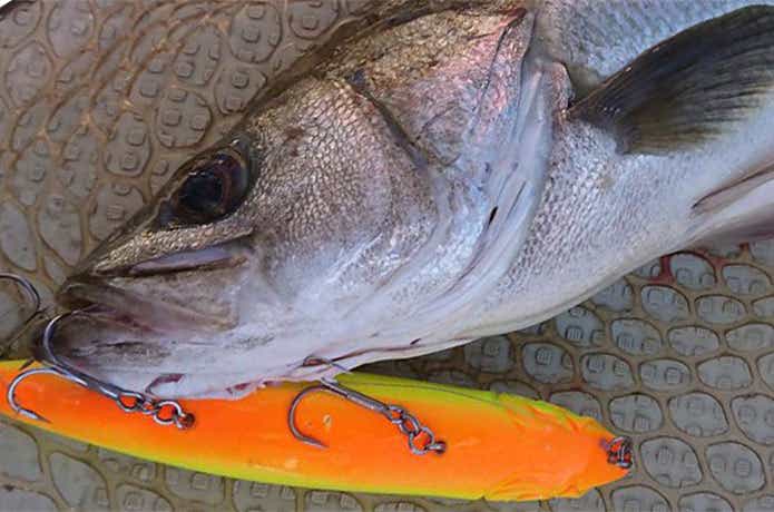 ボートシーバスでの釣果