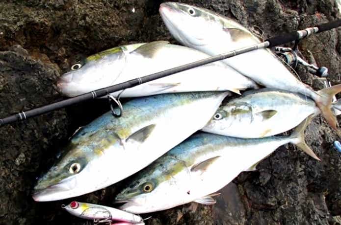 地磯は青物パラダイス