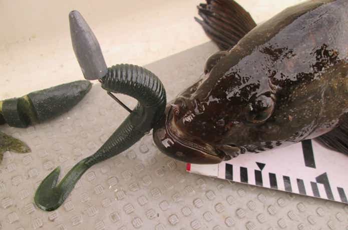 トライアンフで釣れたロックフィッシュ