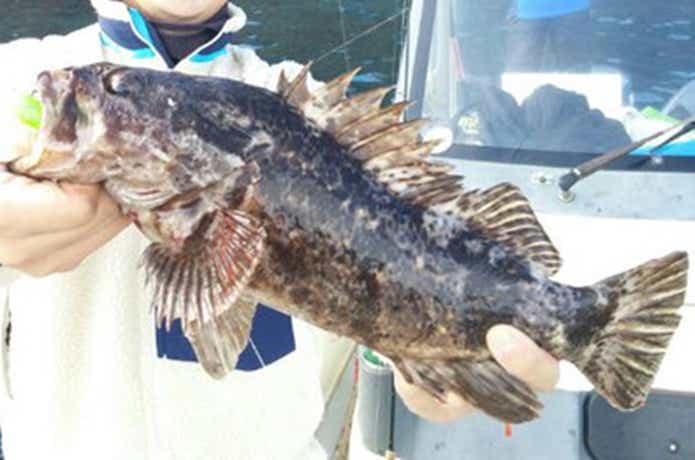 トライアンフで釣れたロックフィッシュ