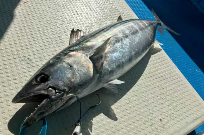 ハガツオの釣果写真