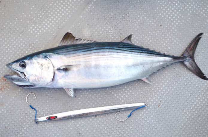 ハガツオの釣果