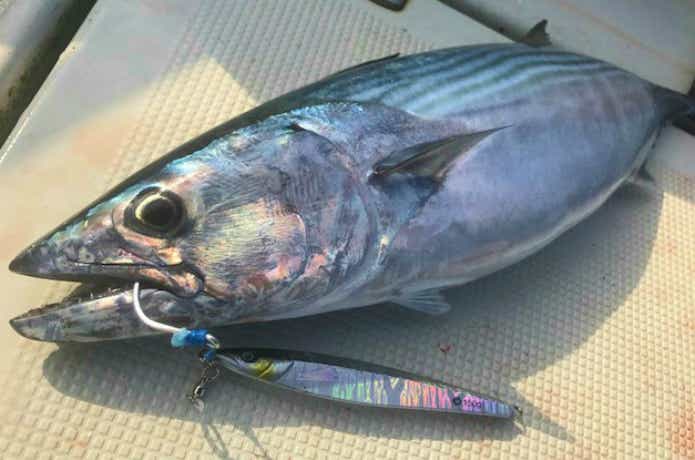 船で釣ったハガツオ