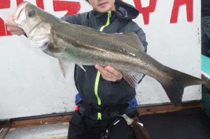 スズヤで釣れたシーバス