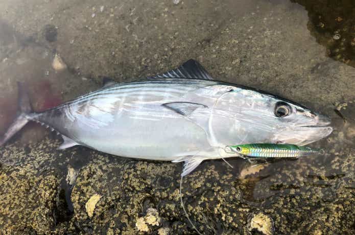 磯で釣ったハガツオ