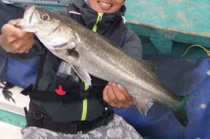 スズヤで釣れたシーバス
