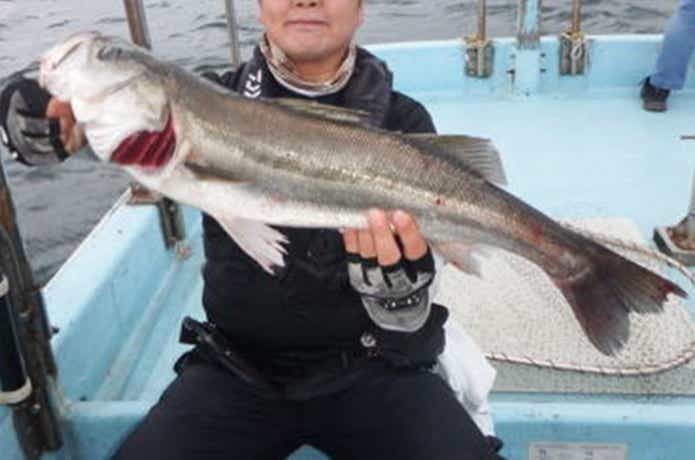 スズヤで釣れたシーバス