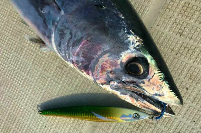 ハガツオの釣果