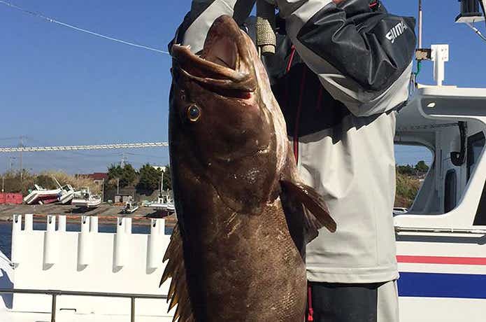 松栄丸で釣れたクエ
