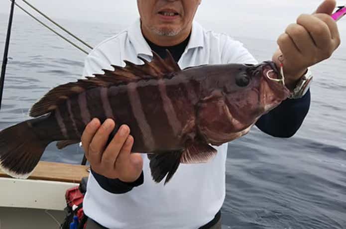 オーシャンブライトで釣れたマハタ