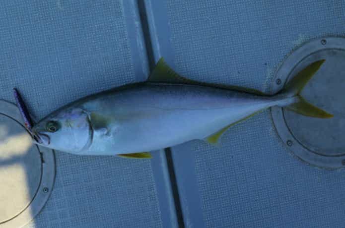 エル・クルーズでのヒラマサの釣果