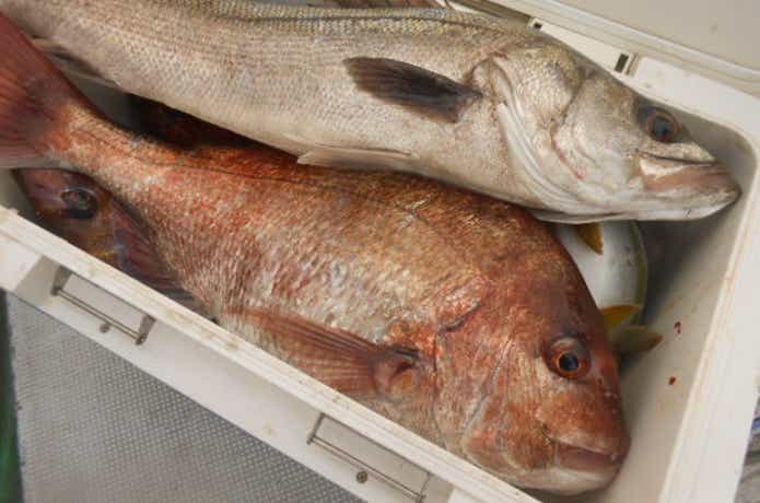 金栄丸での釣果