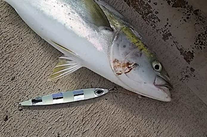 オンリーワンでの青物の釣果