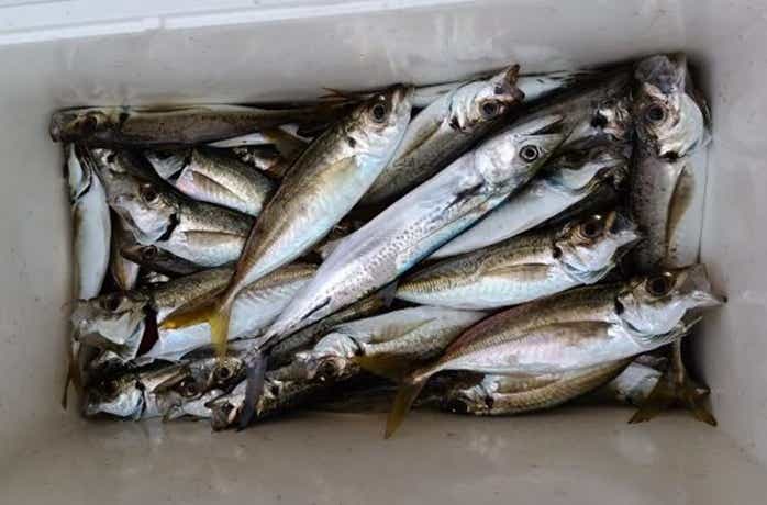 オンリーワンでの釣果