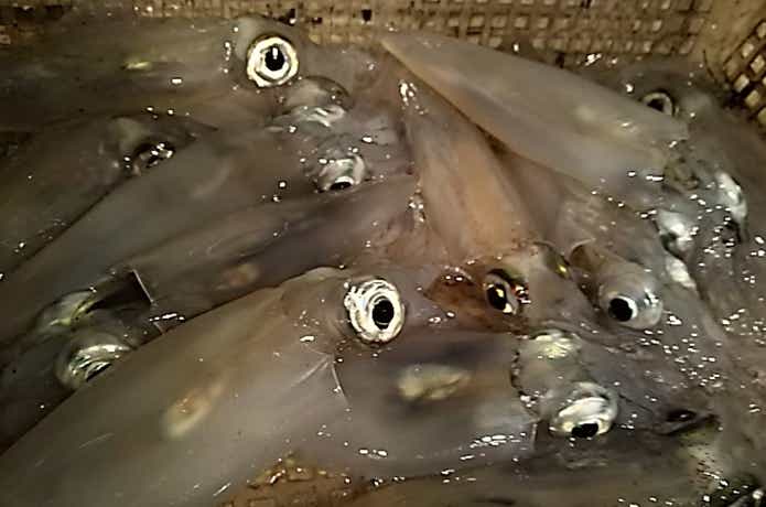 オンリーワンでのイカメタルの釣果