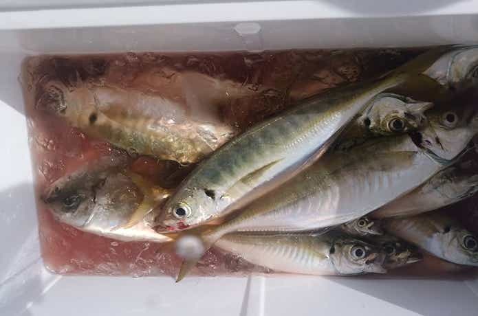 オンリーワンでのアジの釣果