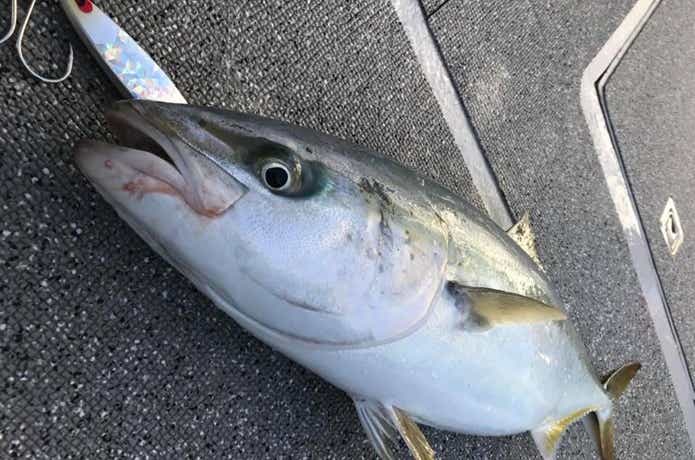 オーシャンズマロンでの釣果