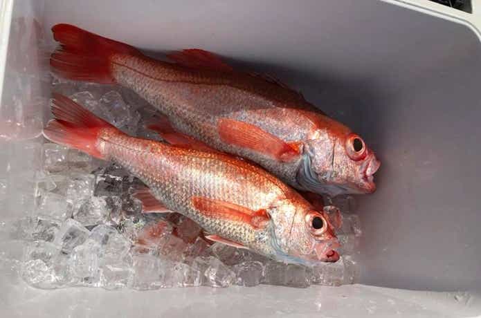 オーシャンズマロンでのアカムツの釣果