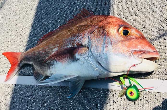 オーシャンズマロンでのタイの釣果