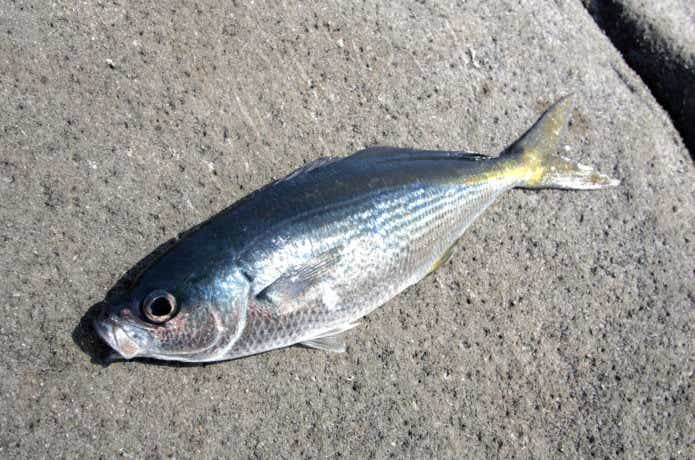 伊豆大島　釣り