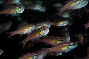 海の金魚「ネンブツダイ」の特徴と見分け方からレシピまで徹底解剖