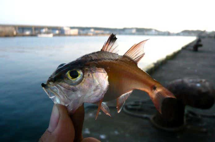 ネンブツダイが釣られた様子