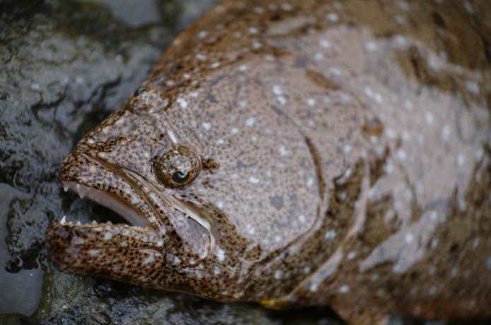 水温23℃！魚活発に！  宮城アングラーズヴィレッジのブログ