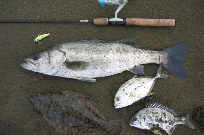 伊豆大島　釣り