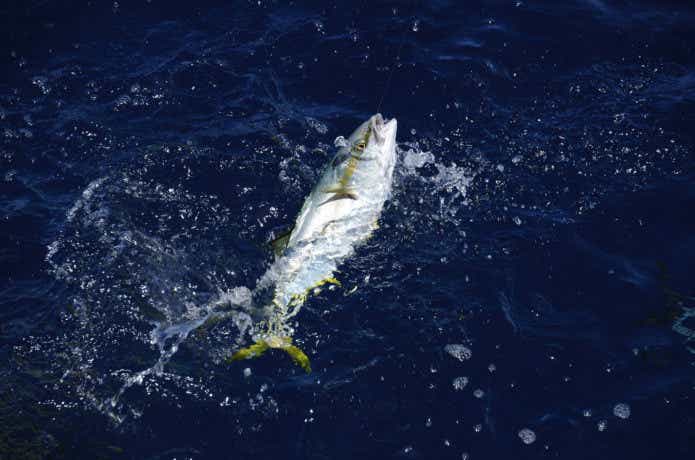 伊豆大島　釣り