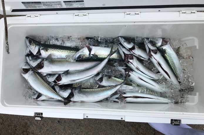 隆盛丸での鯖の釣果