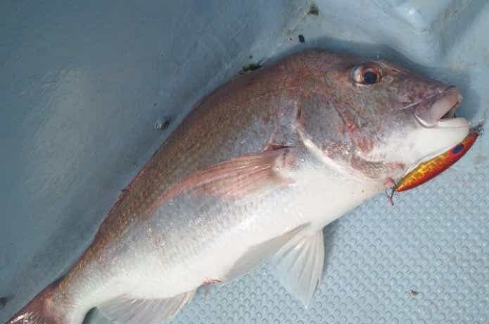 隆盛丸で釣れたマダイ